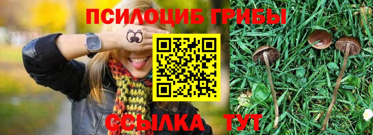 Галлюциногенные грибы Psilocybine cubensis Щёкино